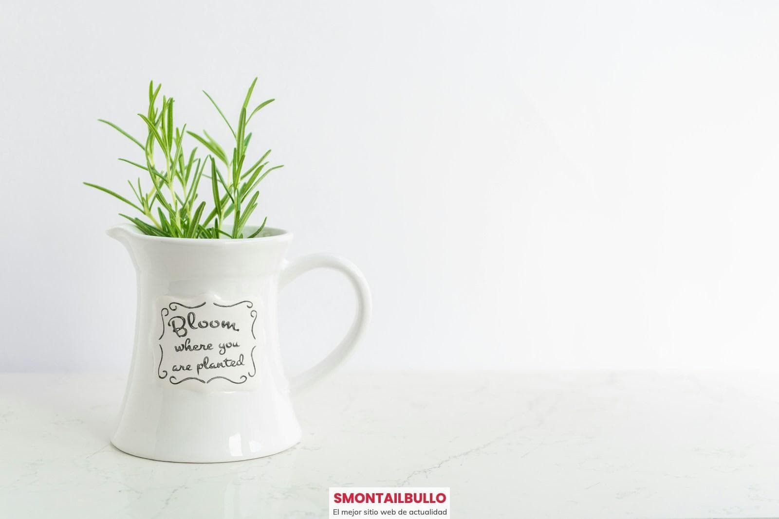 green potted plant