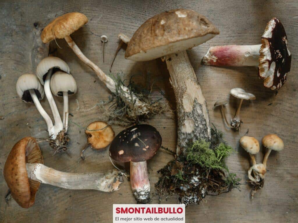 trufas y las setas alucinógenas